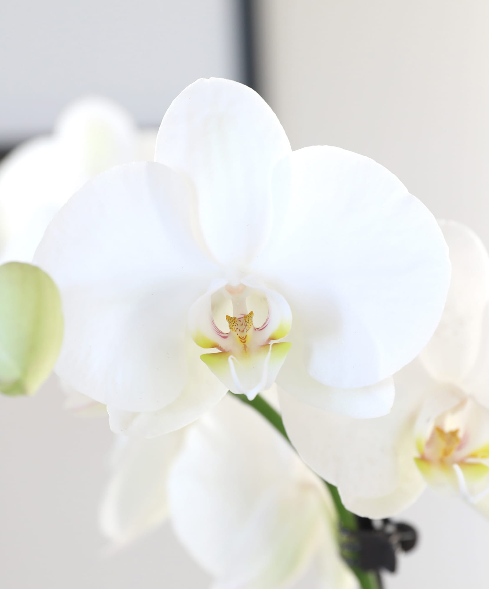 Elegant white orchid bloom showcasing delicate petals and subtle green accents.