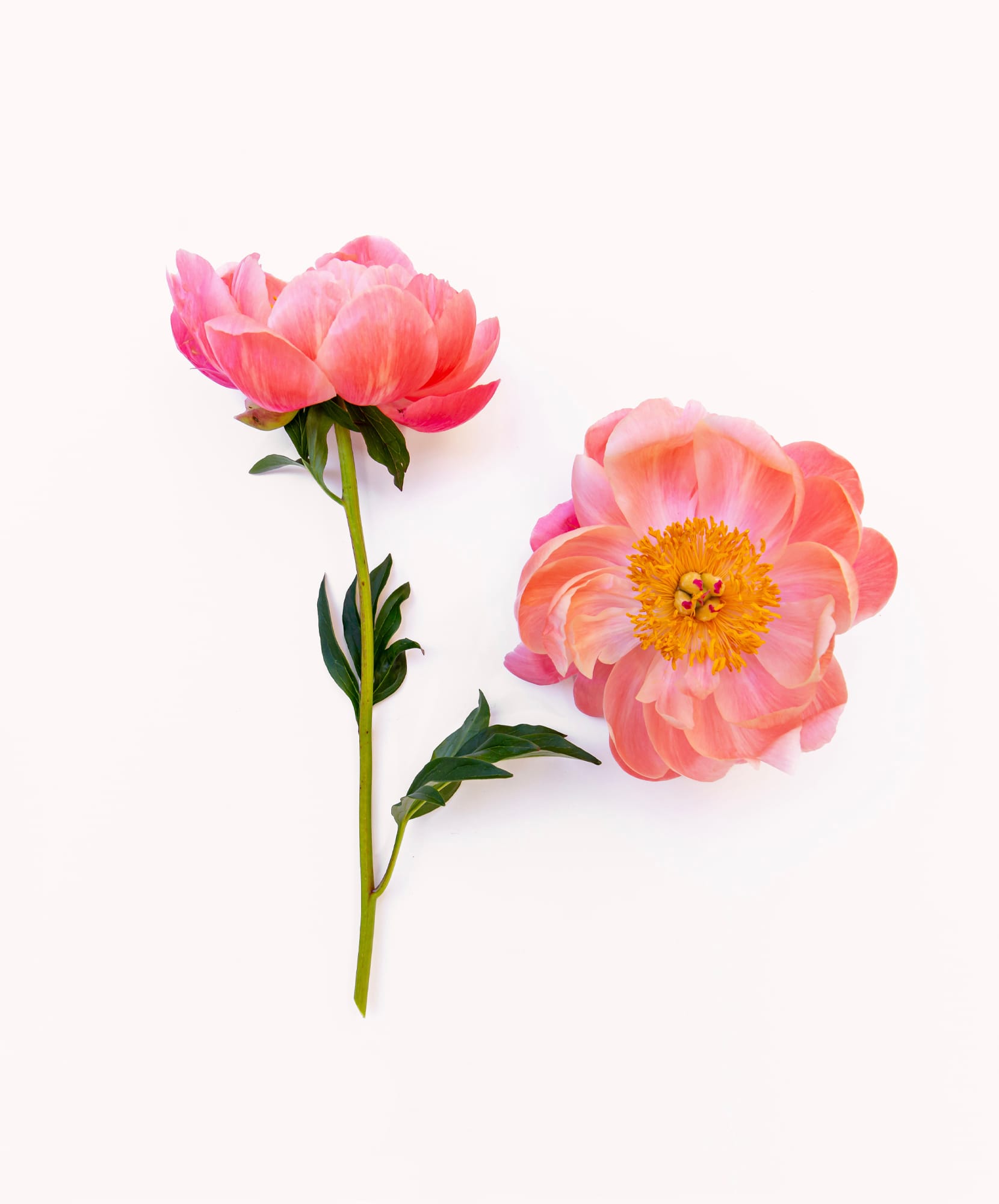 Soft pink peonies with lush green leaves, elegantly displayed on a light background.