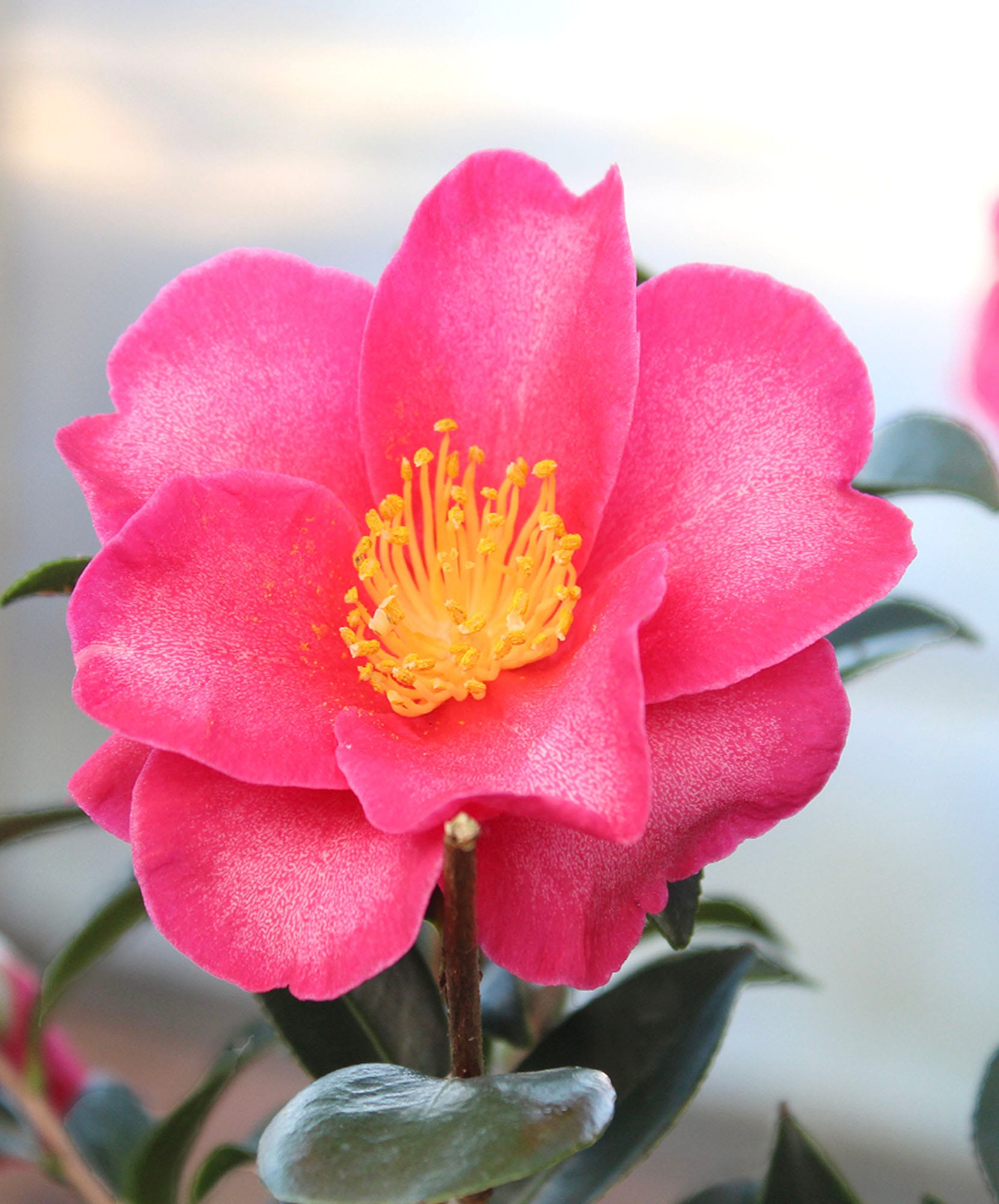 Vibrant pink camellia flower featuring a golden center, perfect for garden enthusiasts.