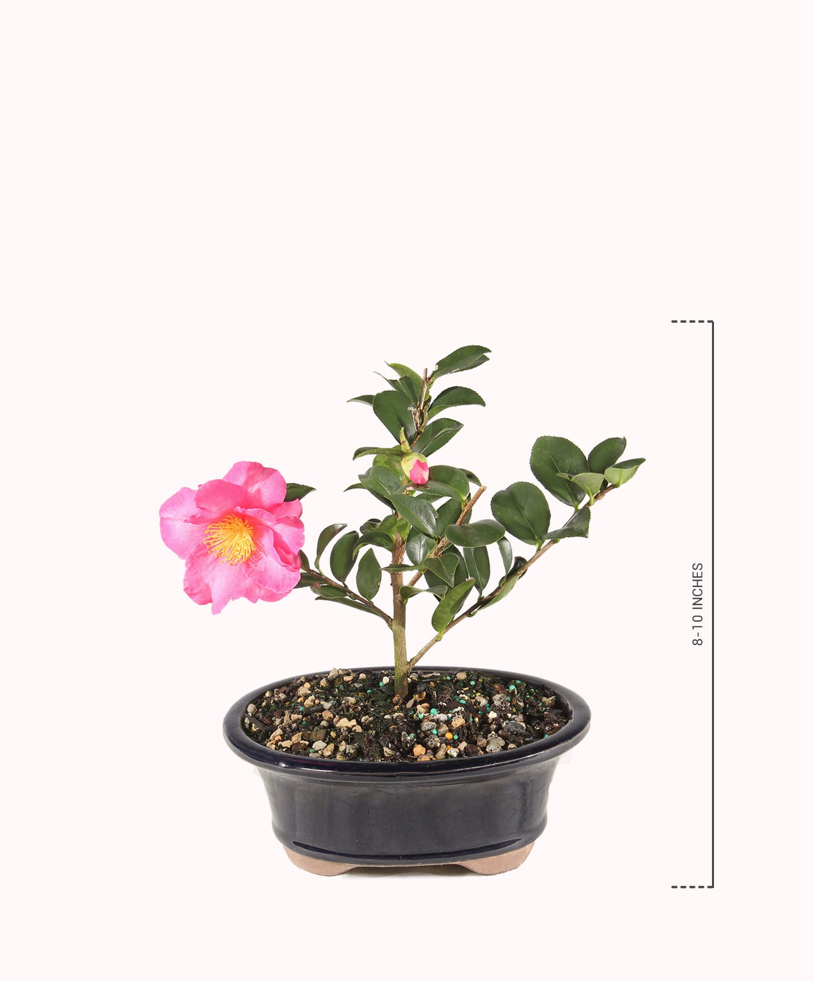 Lovely pink camellia plant in a stylish pot, ideal for home decor and gifting.