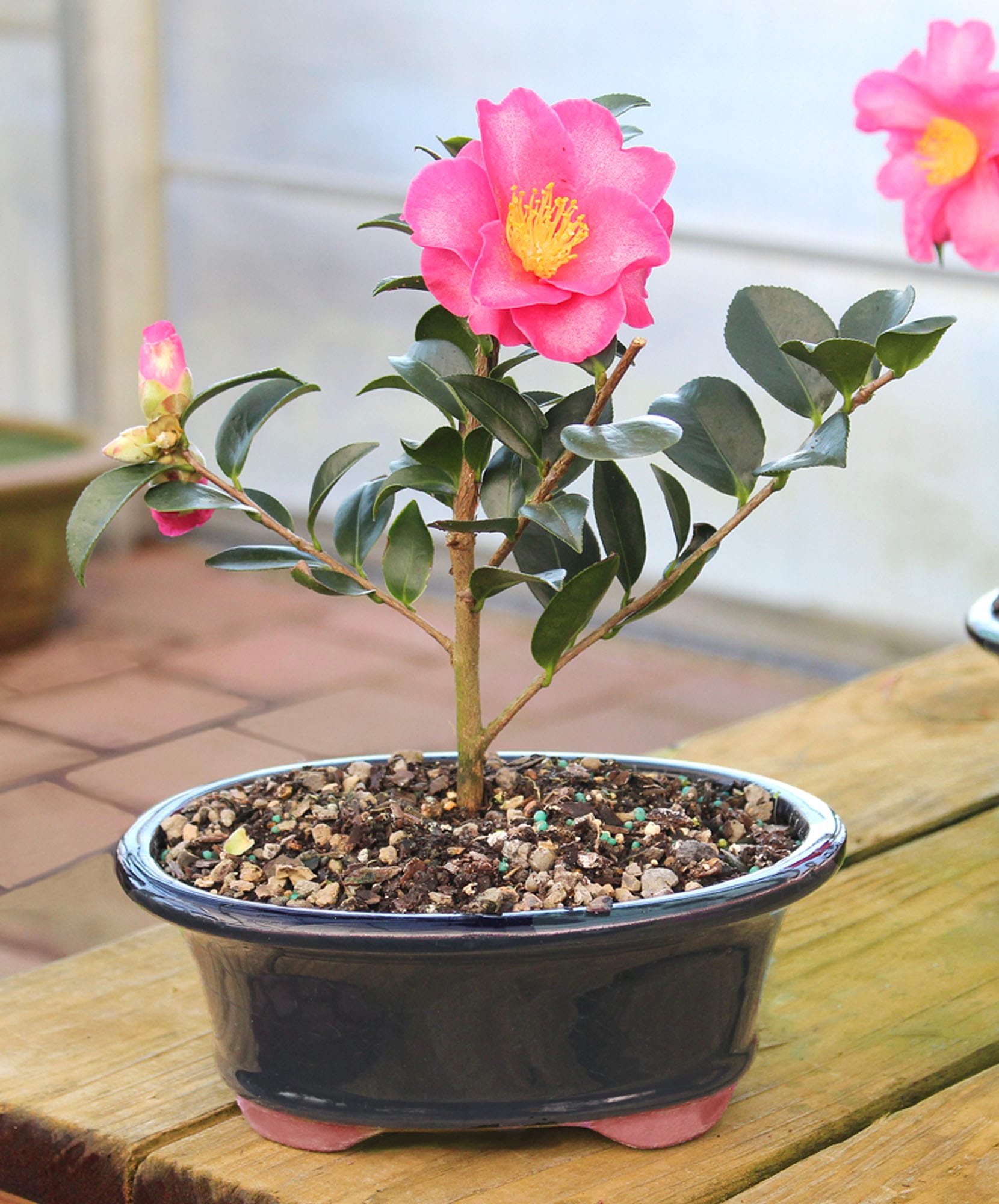 A vibrant pink camellia plant in a stylish pot, perfect for indoor decor.